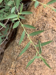 Phyllanthus maderaspatensis