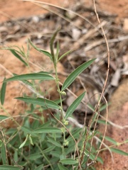 Phyllanthus maderaspatensis