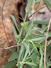 Phyllanthus maderaspatensis