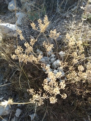 Odontarrhena tortuosa