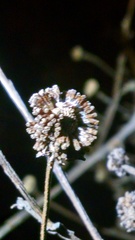 Helenium autumnale