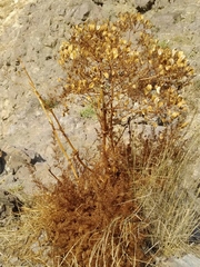 Ferulago galbanifera