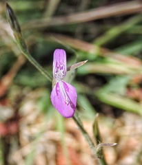 Dicliptera paniculata