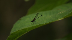 Hetaerina cruentata