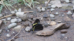 Pereute charops charops