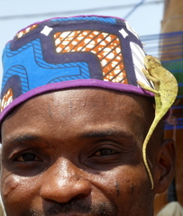 Chamaeleo senegalensis