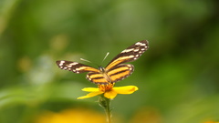 Eresia phillyra phillyra