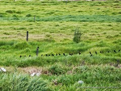 Chrysomus icterocephalus