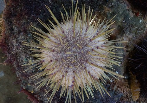 Western Pacific purple sea urchin (Heliocidaris erythrogramma 