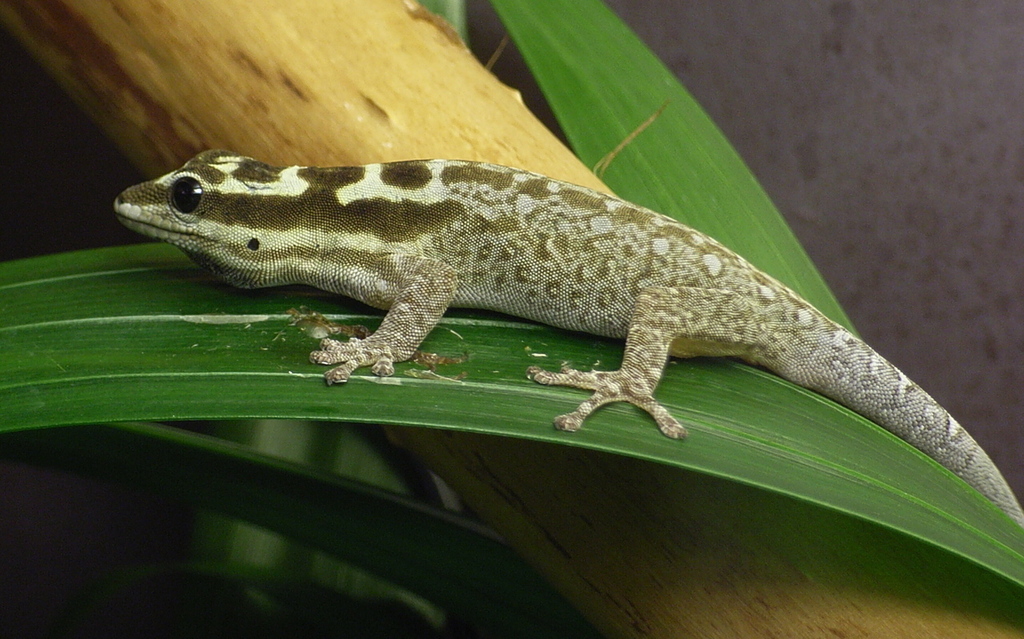 White-Headed Dwarf Gecko