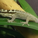 White-headed Dwarf Gecko - Photo (c) Sauli Särkkä, some rights reserved (CC BY)