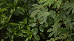 Catonephele numilia esite