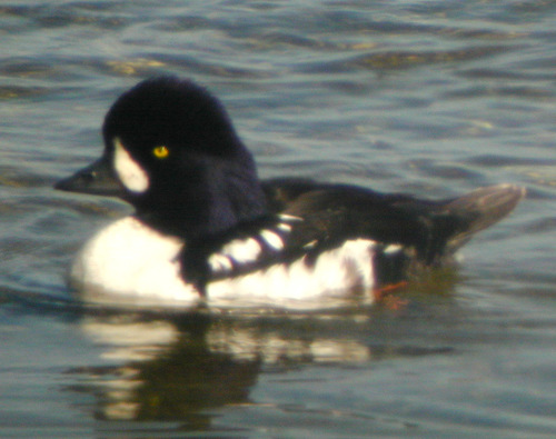 Porrón islándico (Bucephala islandica)