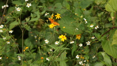 Eueides aliphera gracilis