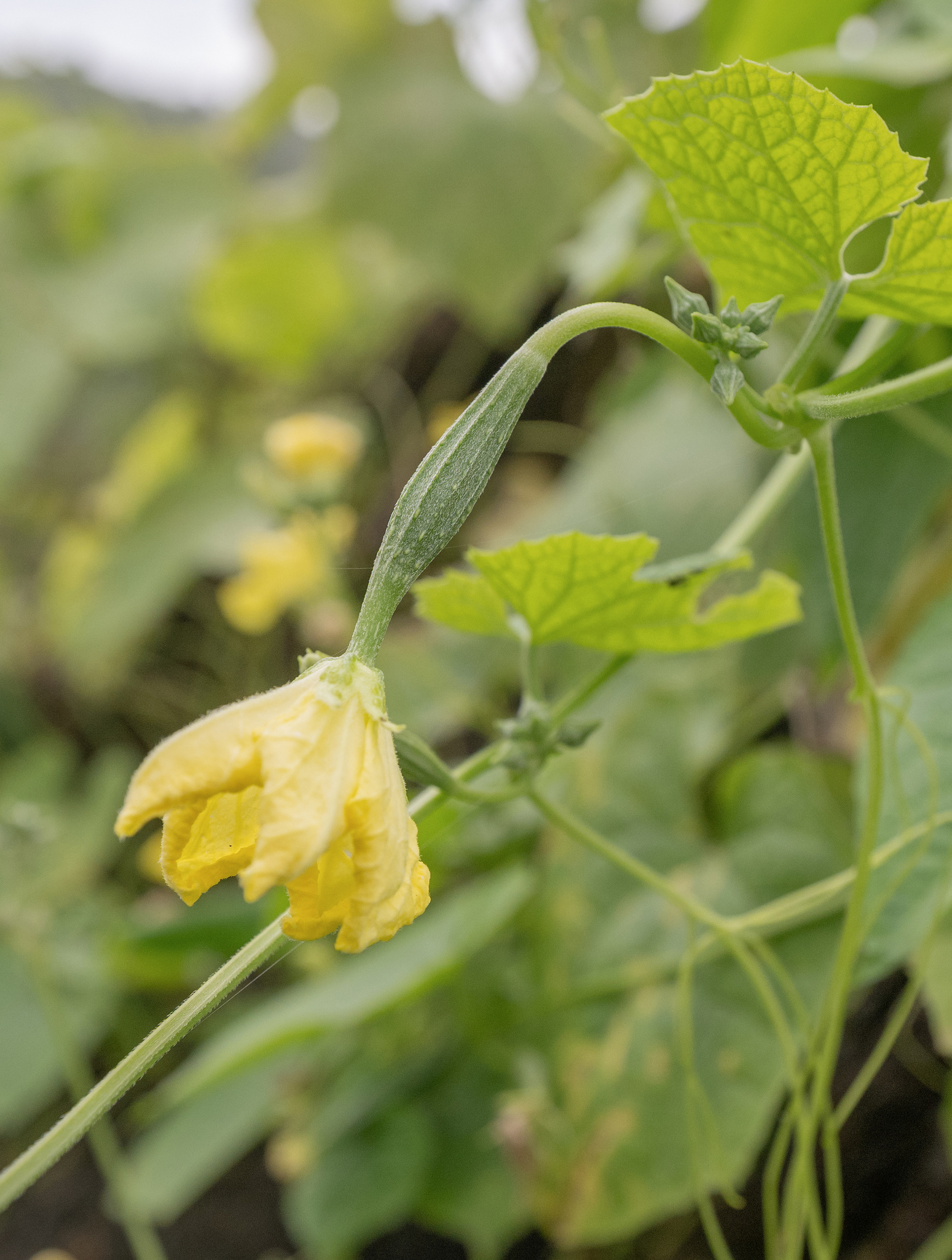 Angled Luffa (Luffa acutangula)