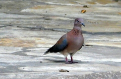 Streptopelia senegalensis