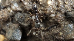 Hypoponera opacior