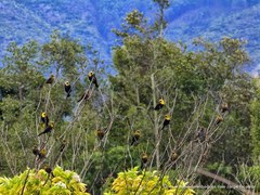Chrysomus icterocephalus