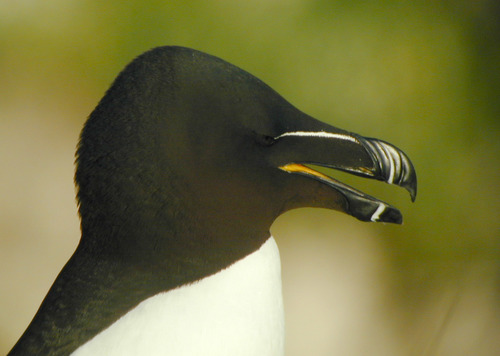 Plosnatokljuna njorka (Alca torda)