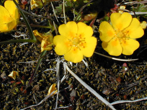 nátržník Crantzov (Potentilla crantzii)