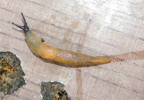 Deroceras caucasicum