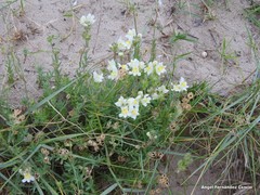 Linaria supina maritima