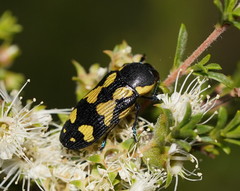 Castiarina octospilota