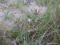 Linaria supina maritima