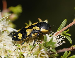 Castiarina octospilota