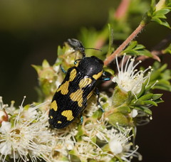 Castiarina octospilota