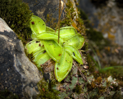 Pinguicula vulgaris