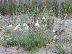 Linaria supina maritima