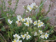 Linaria supina maritima