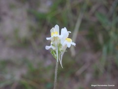 Linaria supina maritima