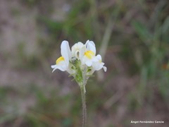 Linaria supina maritima