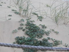 Calystegia soldanella