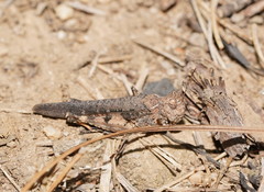Austroicetes