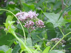 Eupatorium cannabinum