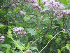 Eupatorium cannabinum
