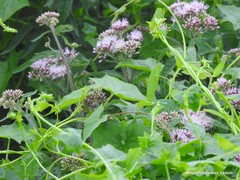Eupatorium cannabinum