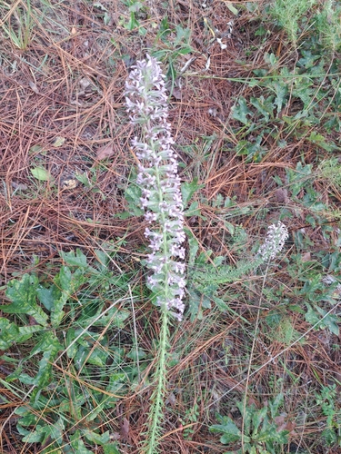 elegant gayfeather (Liatris elegans)