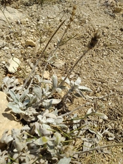 Sideritis catillaris