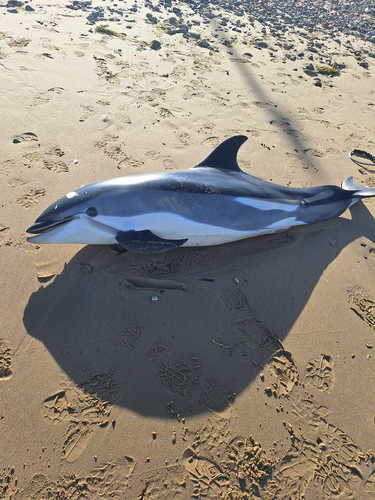 Atlantic White-sided Dolphin (Leucopleurus acutus), a species recorded in Massachusetts
