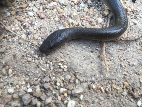 Photo of a Olive House Snake (inornatus) (Lycodonomorphus inornatus)