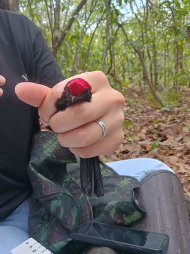 Helmeted Manakin
