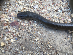 Lycodonomorphus inornatus