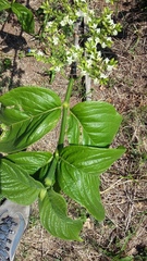 Vangueria venosa