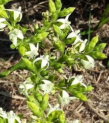 Vangueria venosa