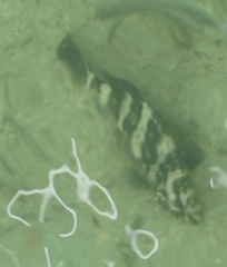 Epinephelidae