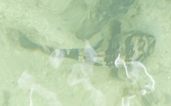 Epinephelidae